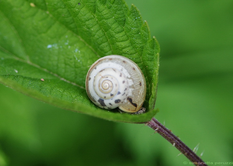 Gasteropoda dal fiume sotto casa